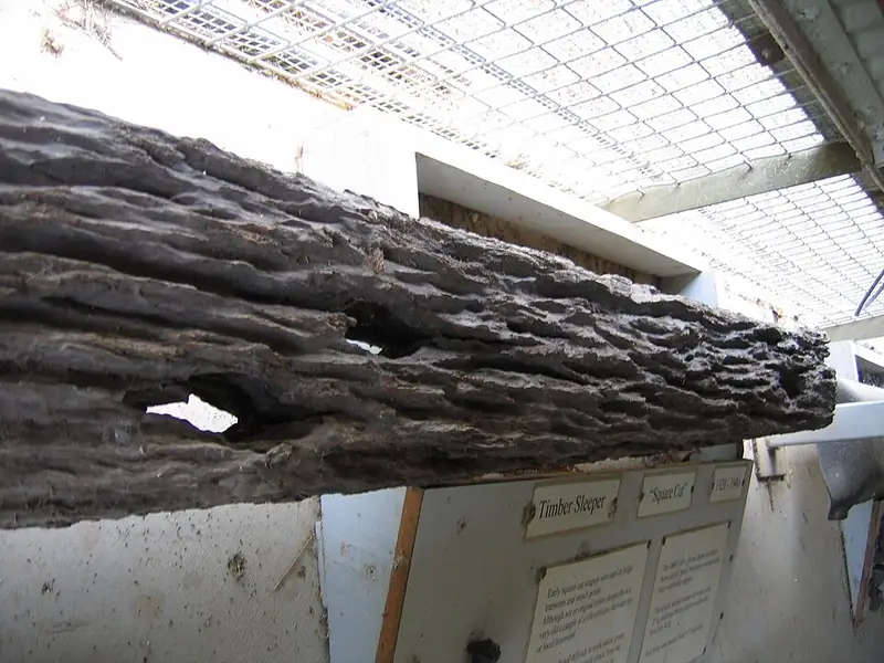 Wooden beam damaged by termites